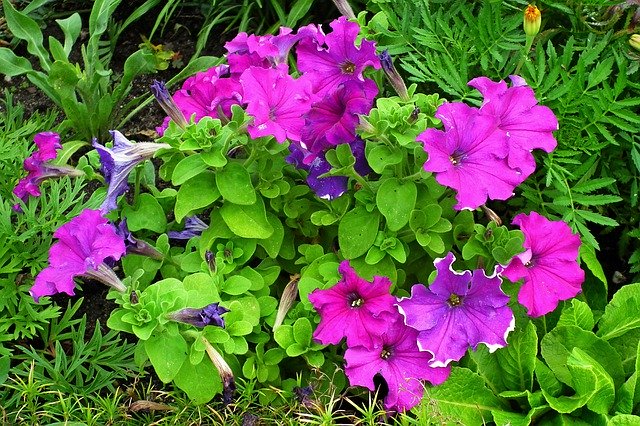 Free download Petunias Flowers Garden -  free photo or picture to be edited with GIMP online image editor
