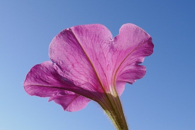 Free download Petunia Sky Blue -  free photo or picture to be edited with GIMP online image editor