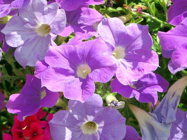 Kostenloser Download Petunias Massif Flowers - kostenloses Foto oder Bild zur Bearbeitung mit GIMP Online-Bildbearbeitung