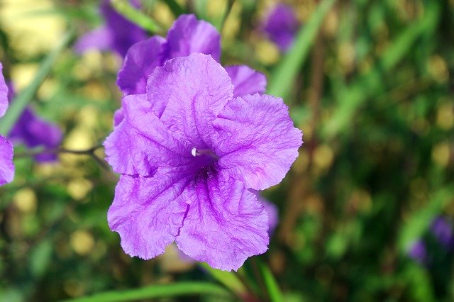 Muat turun percuma Petunia Solanaceae Corolla - foto atau gambar percuma untuk diedit dengan editor imej dalam talian GIMP