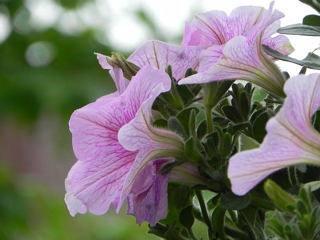 Free download Petunia Summer Spring -  free photo or picture to be edited with GIMP online image editor