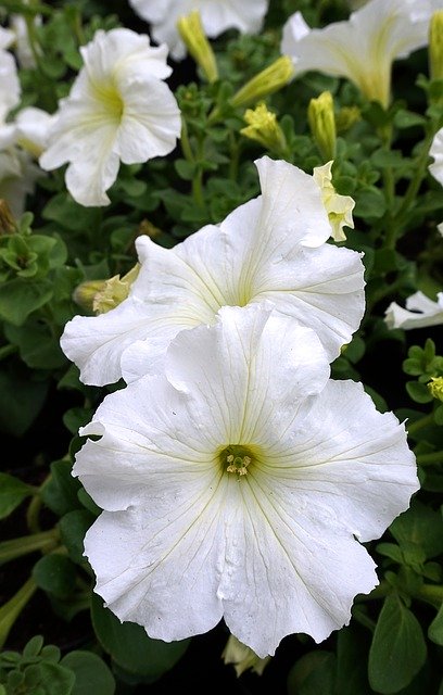 Téléchargement gratuit de Pétunia White Blossom - photo ou image gratuite à éditer avec l'éditeur d'images en ligne GIMP