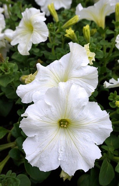 Gratis download Petunia White Blossom - gratis foto of afbeelding om te bewerken met GIMP online afbeeldingseditor