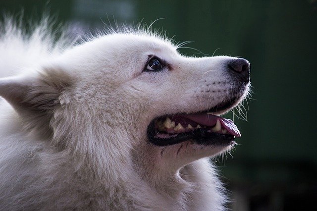 הורדה חינם של פודל כלב לבן לחיות מחמד - תמונה או תמונה בחינם לעריכה עם עורך התמונות המקוון של GIMP