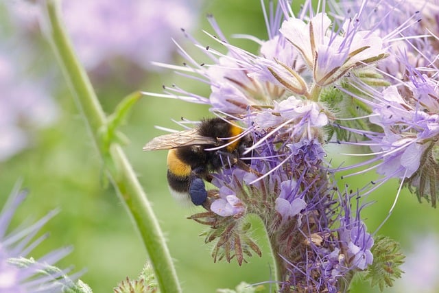 Free download phacelia blossom bumblebee field free picture to be edited with GIMP free online image editor