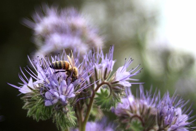Free download Phacelia Scorpionweed Bee -  free free photo or picture to be edited with GIMP online image editor