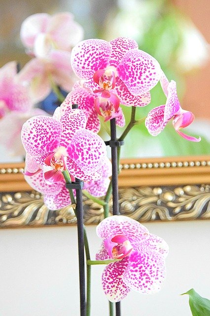 Free download Phalaenopsis Orchid Orchids -  free photo or picture to be edited with GIMP online image editor