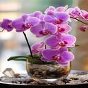 Phalaenopsis orchid pot wallpaper  screen for extension Chrome web store in OffiDocs Chromium