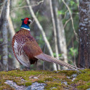 Pheasant  screen for extension Chrome web store in OffiDocs Chromium