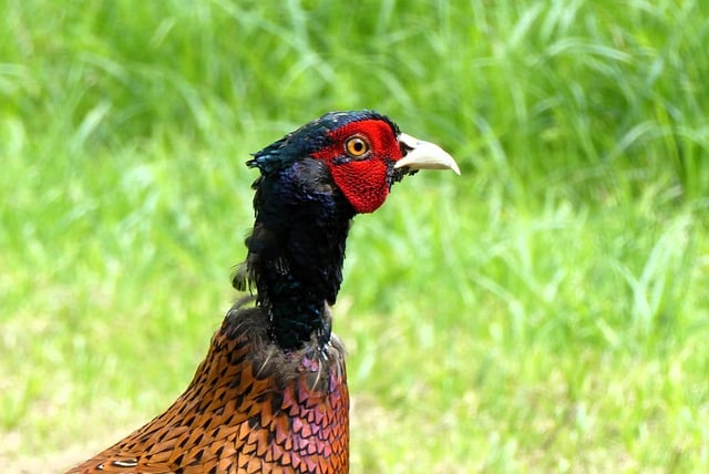 Free download pheasant beak cup eyes nature free picture to be edited with GIMP free online image editor