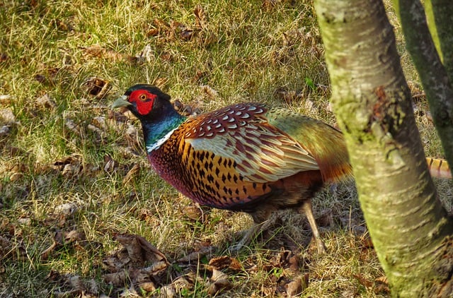 Free download pheasant bird animal autumn browns free picture to be edited with GIMP free online image editor