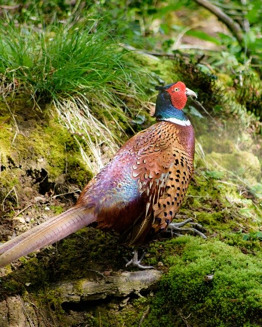 Download gratuito Pheasant Bird Nature: foto o immagine gratuita da modificare con l'editor di immagini online GIMP