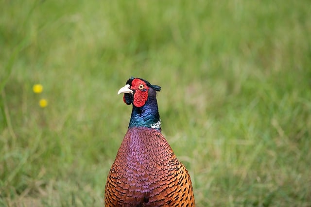 Free download pheasant bird nature animal free picture to be edited with GIMP free online image editor