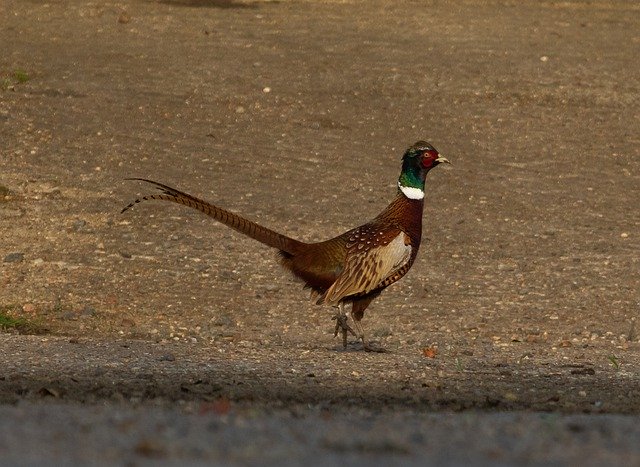 Free picture Pheasant Male Game Bird -  to be edited by GIMP free image editor by OffiDocs