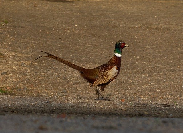 Free download Pheasant Male Game Bird -  free photo or picture to be edited with GIMP online image editor