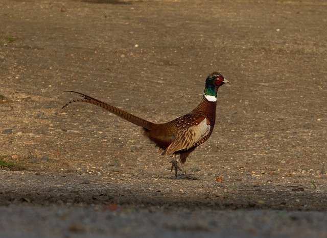 Unduh gratis Pheasant Male Game Bird - foto atau gambar gratis untuk diedit dengan editor gambar online GIMP