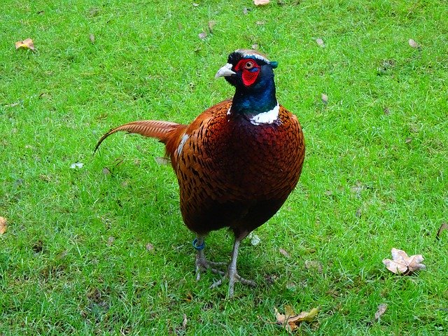 Unduh gratis Pheasant Male Ringed - foto atau gambar gratis untuk diedit dengan editor gambar online GIMP