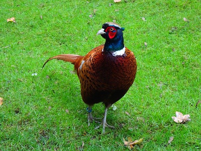 Muat turun percuma Pheasant Male Ringed - foto atau gambar percuma percuma untuk diedit dengan editor imej dalam talian GIMP