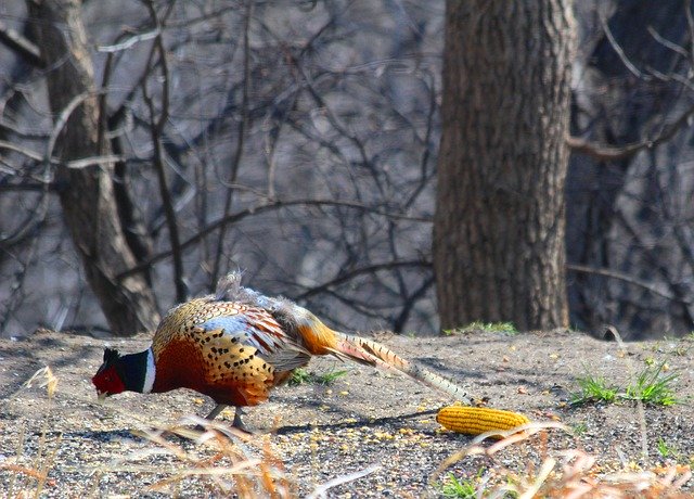Gratis download Pheasant Pecking Nature - gratis foto of afbeelding om te bewerken met GIMP online afbeeldingseditor