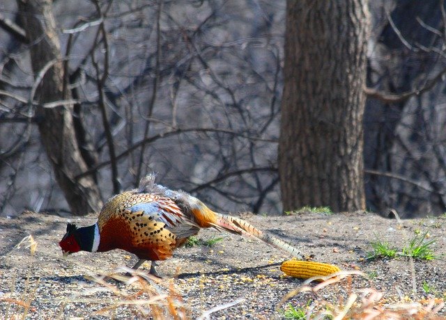 Free download Pheasant Pecking Nature -  free photo or picture to be edited with GIMP online image editor