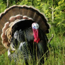 Pheasant with ruffled feathers  screen for extension Chrome web store in OffiDocs Chromium