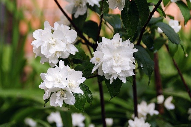 Descargue gratis la imagen gratuita de flores de philadelphus virginalis para editar con el editor de imágenes en línea gratuito GIMP