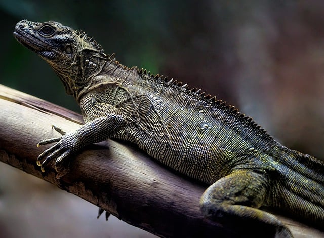 Free download philippine sailfin sailfin lizard free picture to be edited with GIMP free online image editor