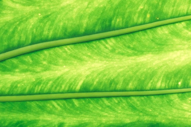 Free download philodendron leaf plant green leaf free picture to be edited with GIMP free online image editor