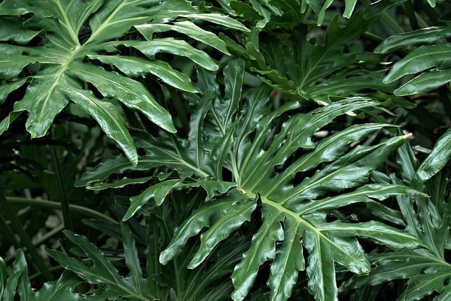 Free download philodendron leaves plant foliage free picture to be edited with GIMP free online image editor