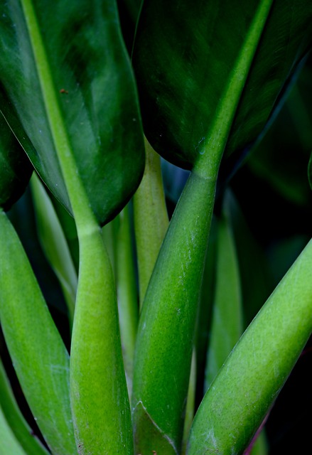 Free download philodendron leaves plant stems free picture to be edited with GIMP free online image editor