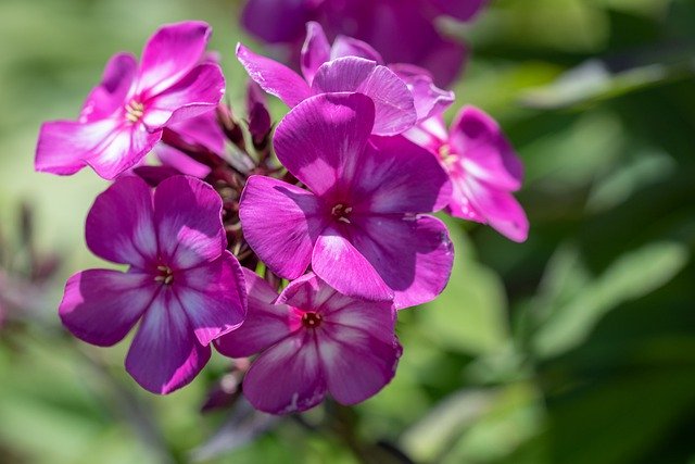 Free download Phlox Flower Blossom -  free photo or picture to be edited with GIMP online image editor