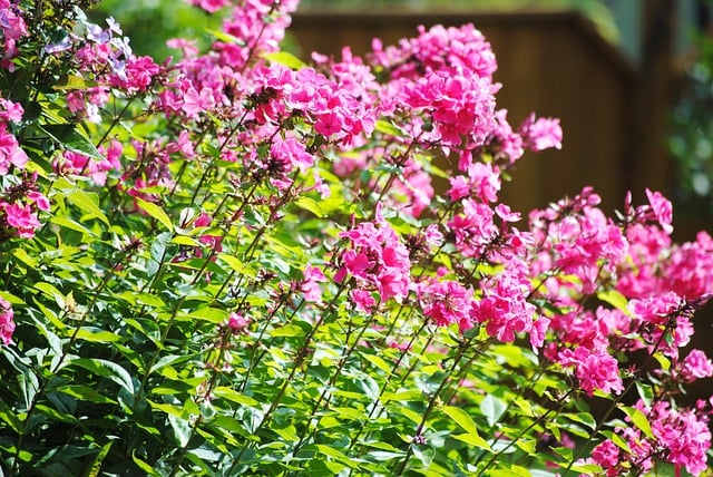 دانلود رایگان عکس صورتی باغ شکوفه گل فلوکس برای ویرایش با ویرایشگر تصویر آنلاین رایگان GIMP