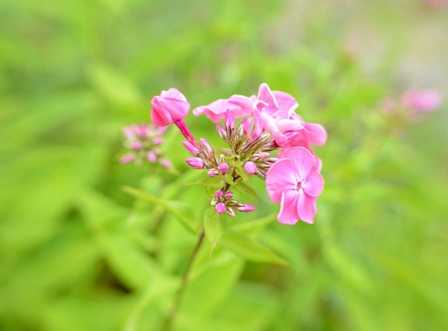 Free download Phlox Flower Flowers -  free photo or picture to be edited with GIMP online image editor