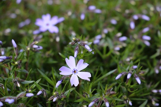 Free download Phlox Flower Garden -  free photo or picture to be edited with GIMP online image editor