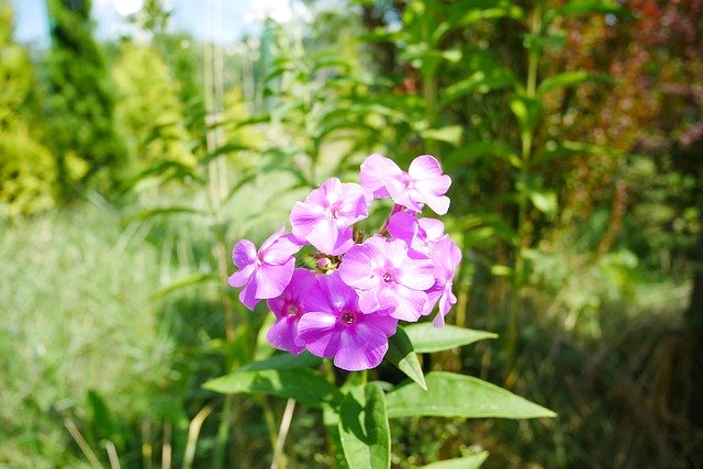 Free download Phlox Flower Pink -  free photo or picture to be edited with GIMP online image editor