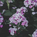 Phlox Flowers  screen for extension Chrome web store in OffiDocs Chromium