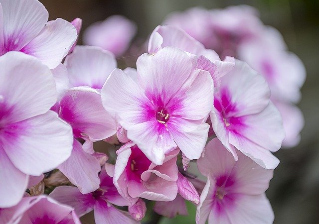 Free picture Phlox Flowers Bloom -  to be edited by GIMP free image editor by OffiDocs