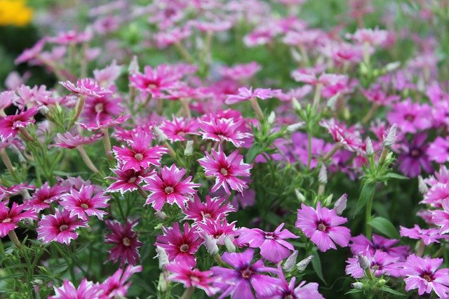 Unduh gratis Phlox Star Flowers Dream - foto atau gambar gratis untuk diedit dengan editor gambar online GIMP