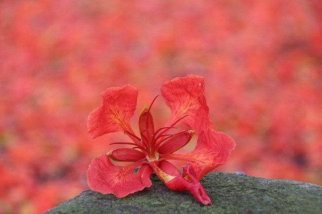 Скачать бесплатно Phoenix Flower Red - бесплатное фото или изображение для редактирования с помощью онлайн-редактора изображений GIMP