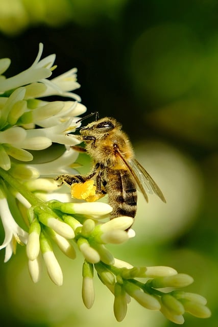 Free download phone wallpaper bee insect plant free picture to be edited with GIMP free online image editor