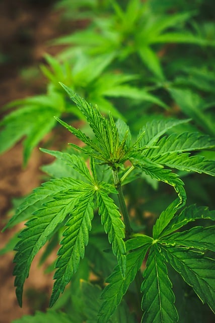 Free download phone wallpaper cbd marijuana free picture to be edited with GIMP free online image editor