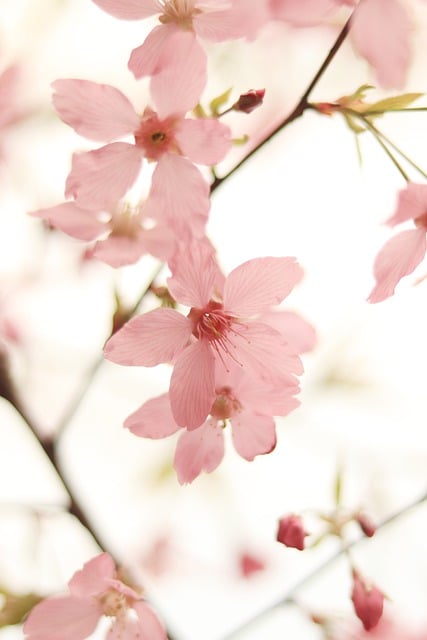 Free download phone wallpaper cherry blossom free picture to be edited with GIMP free online image editor