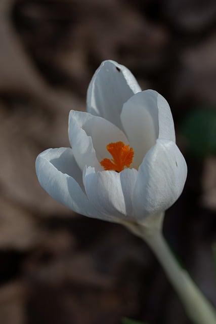 Free download phone wallpaper crocus spring free picture to be edited with GIMP free online image editor