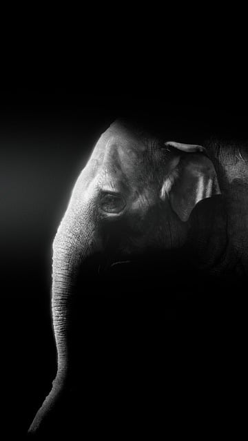 Free download phone wallpaper elephant tusks free picture to be edited with GIMP free online image editor