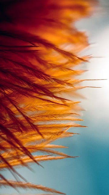 Free download phone wallpaper feathers plumage free picture to be edited with GIMP free online image editor