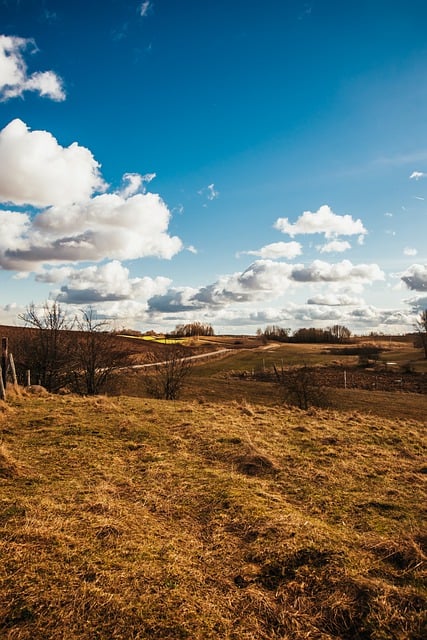 Free download phone wallpaper field meadow trees free picture to be edited with GIMP free online image editor