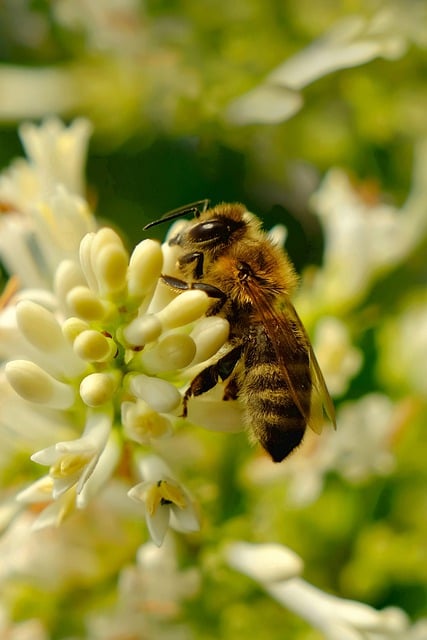 قم بتنزيل صورة مجانية لخلفية الهاتف Flower Bush مجانًا لتحريرها باستخدام محرر الصور المجاني عبر الإنترنت GIMP