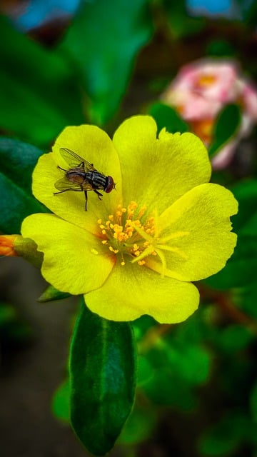 Free download phone wallpaper flower fly free picture to be edited with GIMP free online image editor