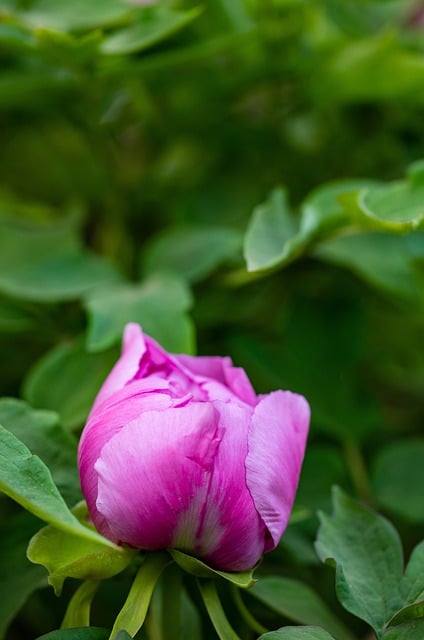 Free download phone wallpaper flower peony plant free picture to be edited with GIMP free online image editor