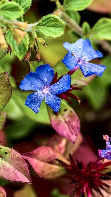 Free download phone wallpaper flower plant nature free picture to be edited with GIMP free online image editor